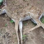 कवर्धा में हिरण के शावक की पीट-पीटकर हत्या, वन्य जीव सुरक्षा और वन विभाग की कार्यप्रणाली पर उठे सवाल