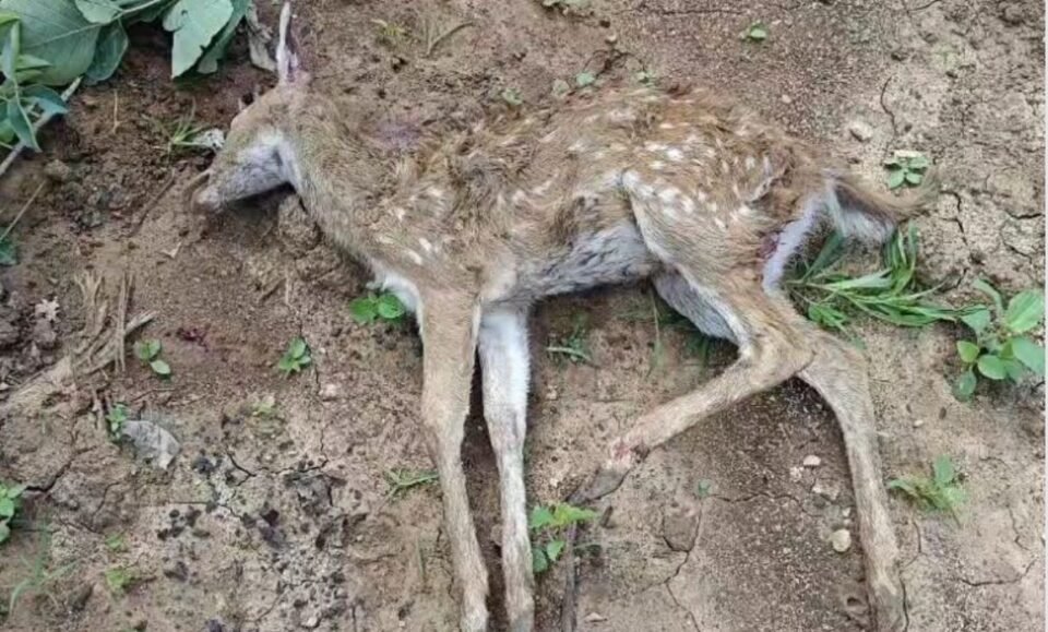 कवर्धा में हिरण के शावक की पीट-पीटकर हत्या, वन्य जीव सुरक्षा और वन विभाग की कार्यप्रणाली पर उठे सवाल